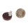 Brownlip Muschel Cabochon Cracking Flat Round 15mm with Ear Studs Silver