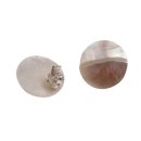 Abalone Muschel Cabochon Cut,Flat Round White 18mm with...