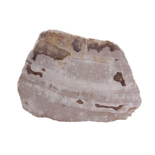 Holz versteinert Fossil versteinerte Holz-Scheibe I ca.200 Millionen Jahre alt I ca. 170x120mm