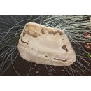 Holz versteinert Fossil versteinerte Holz-Scheibe I ca.200 Millionen Jahre alt I ca. 170x120mm